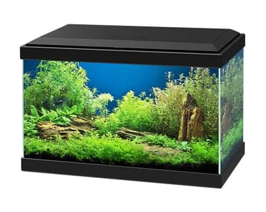 Ciano Aqua 20 Aquarium with LED Lights & Filter BLACK